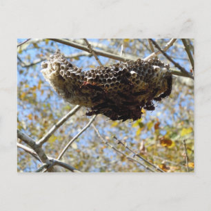 Wasp Nest! Yikes! Postkarte
