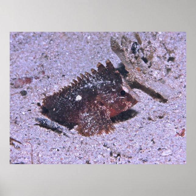 Waspfish Poster (Vorne)