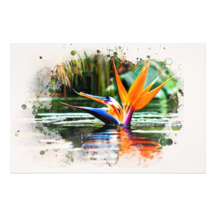 *~* Wasser AP10 Strelitzie QR Teich Fotodruck