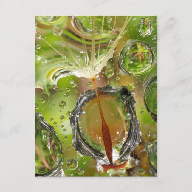 Wasser auf Löwensamen, CA Postkarte (Vorderseite)