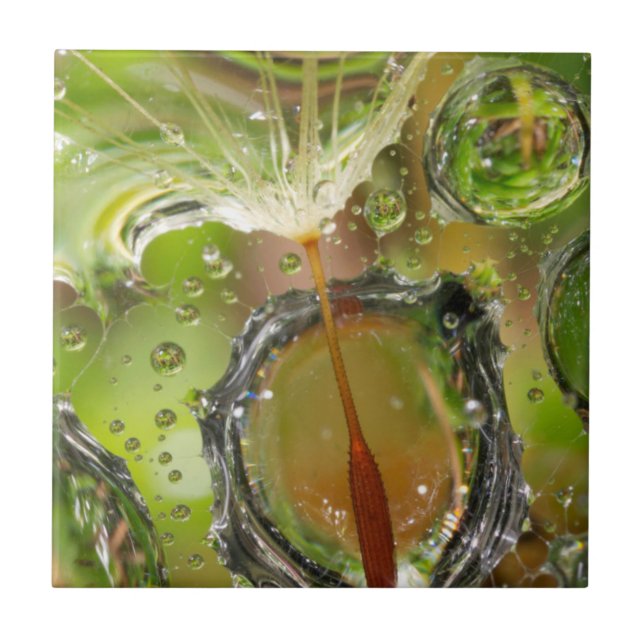 Wasser auf Löwenzahn, CA Fliese (Vorderseite)