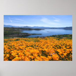 Wasser   California Lake with Golden Poppies Poster