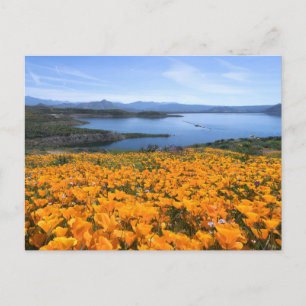 Wasser   California Lake with Golden Poppies Postkarte