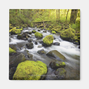 Wasser, das durch Moos bedeckt ist, Felsen in eine Magnet