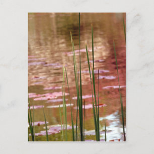 Wasser durch Schilf Postkarte