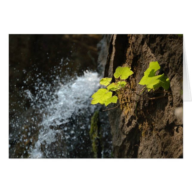 Wasser-Fälle (Vorderseite (Horizontal))