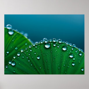 Wasser fällt auf Blätter Poster