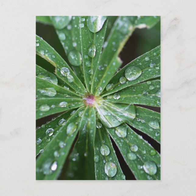 Wasser fällt auf ein Blatt. Postkarte (Vorderseite)