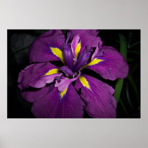 Wasser Iris 458 Poster