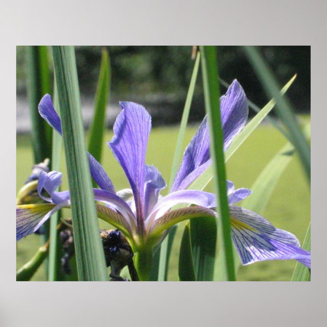 Wasser Iris auf dem Teich Poster (Vorne)