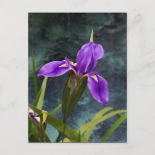 Wasser Iris Postkarte