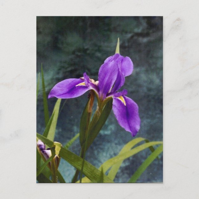 Wasser Iris Postkarte (Vorderseite)