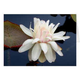 Wasser-Lilie