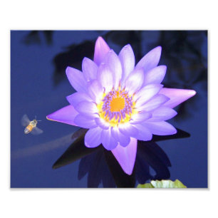 Wasser-Lilie mit Biene 8" x 10" Fotografie
