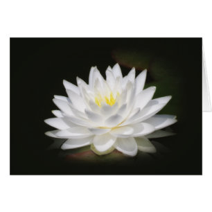 Wasser-Lilien-Glühen