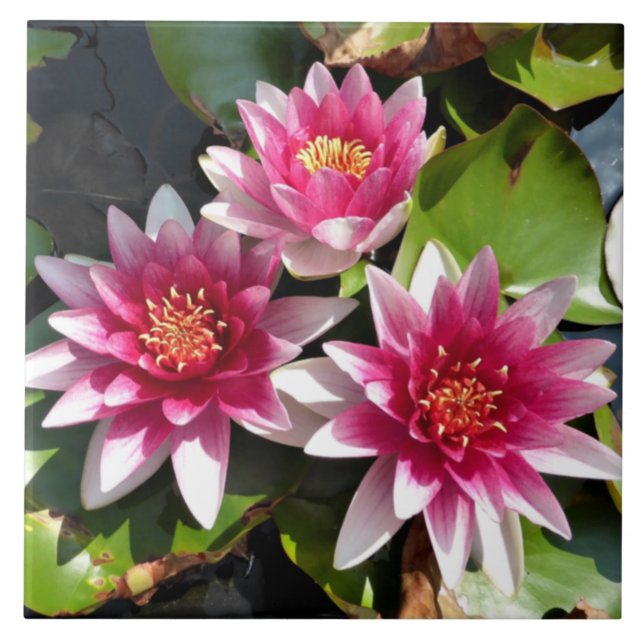 Wasser Lilien in Blüte Fliese (Vorderseite)