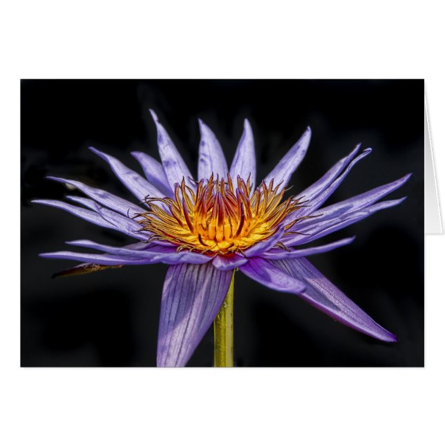Wasser-Lilien-lila tropisches (Vorderseite (Horizontal))