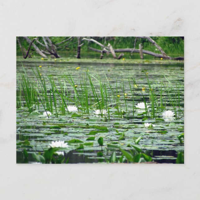 Wasser Lilien Postkarte (Vorderseite)