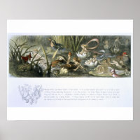 Wasser-Lilien und Wasserpflanzen, Illustration aus