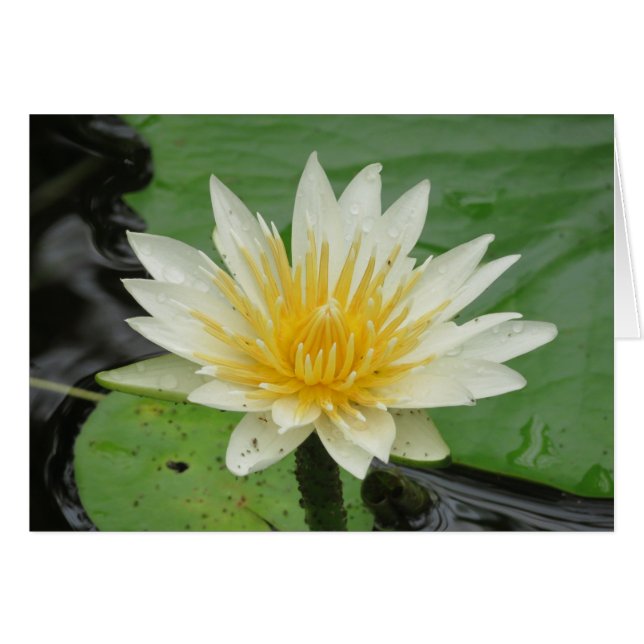 Wasser Lilly (Vorderseite (Horizontal))
