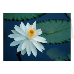 Wasser Lilly Karte