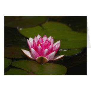 Wasser lilly und Auflagen