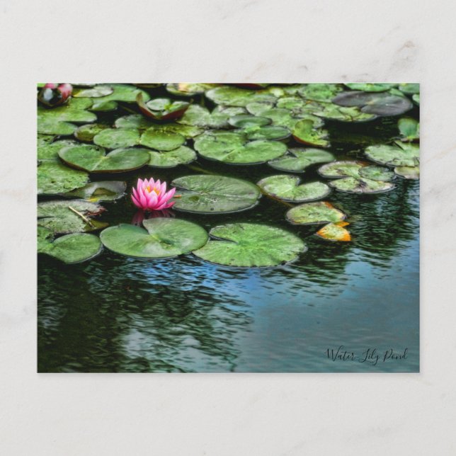 Wasser-Lily-Teich:Postkarte Postkarte (Vorderseite)