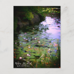 Wasser-Lily-Teich:Postkarte Postkarte