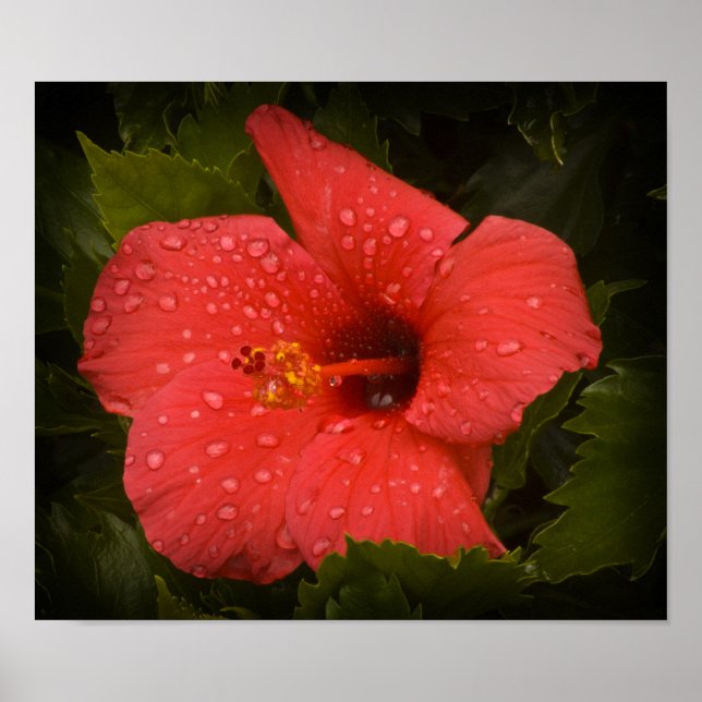 Wasser tropft auf Hibiskus Poster (Vorne)