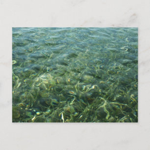 Wasser über Seegras I Karibische Natur Postkarte