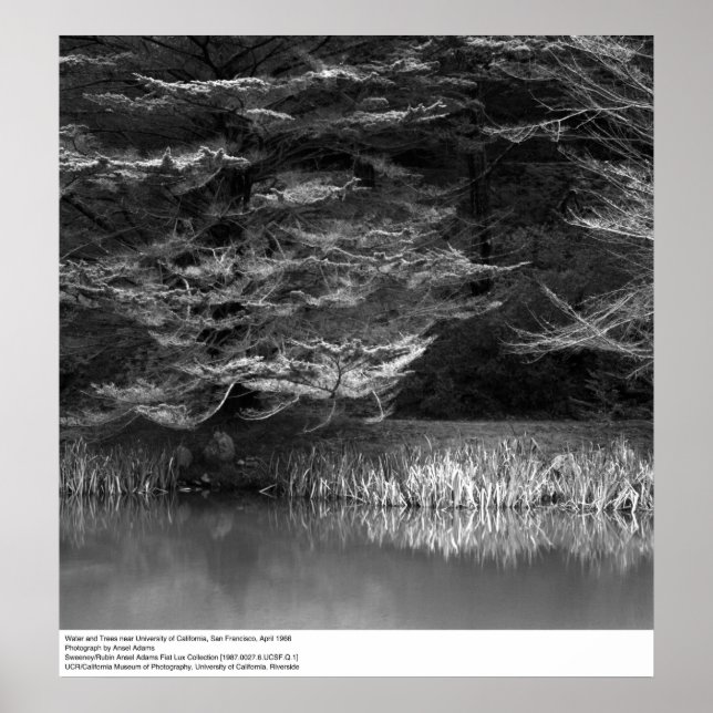 Wasser und Bäume in der Nähe des UC San Francisco, Poster (Vorne)