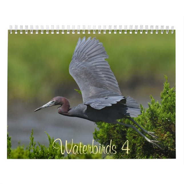 Wasser vögel 4 kalender (Titelbild)
