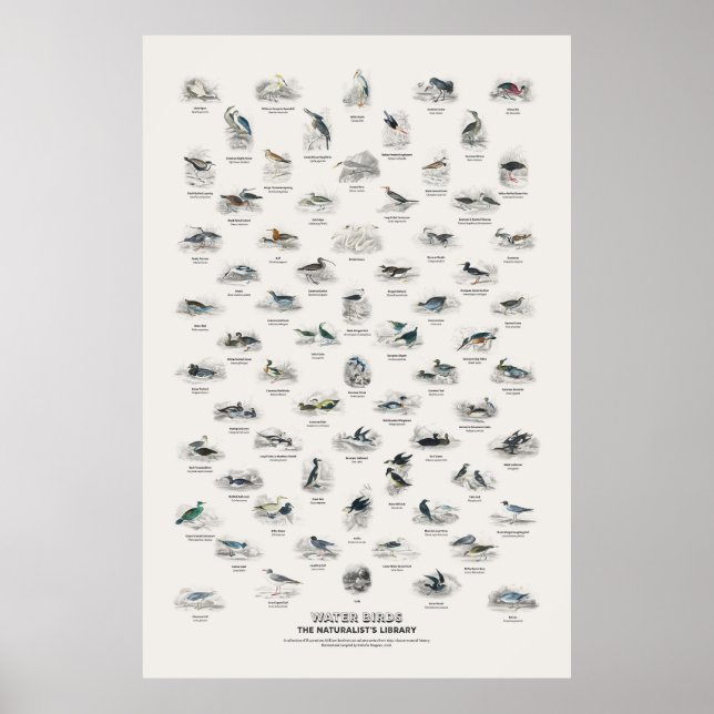 Wasser Vögel - Naturalist's Library Poster (Vorne)