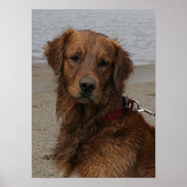 WASSERBOY - GOLDEN RETRIEVER POSTER (Vorne)