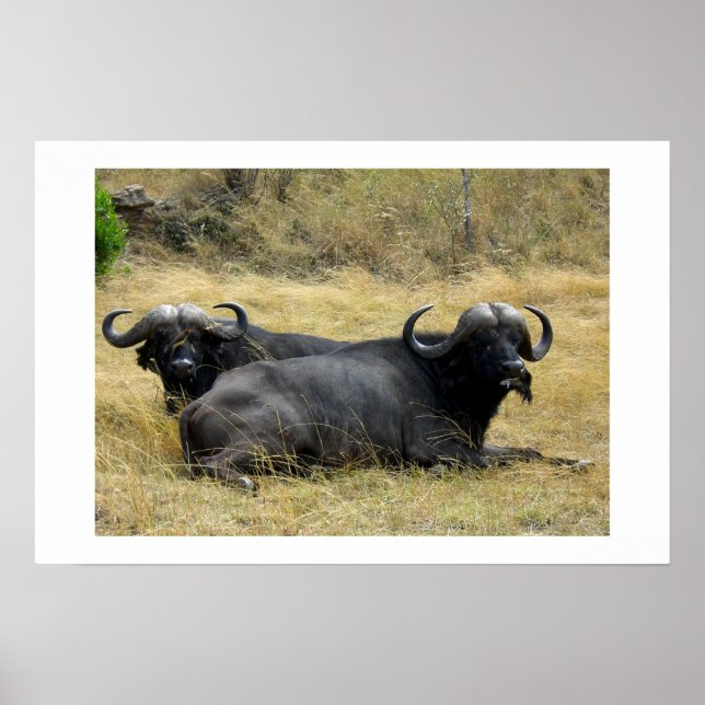 WASSERBUFFALO IN KENIA POSTER (Vorne)