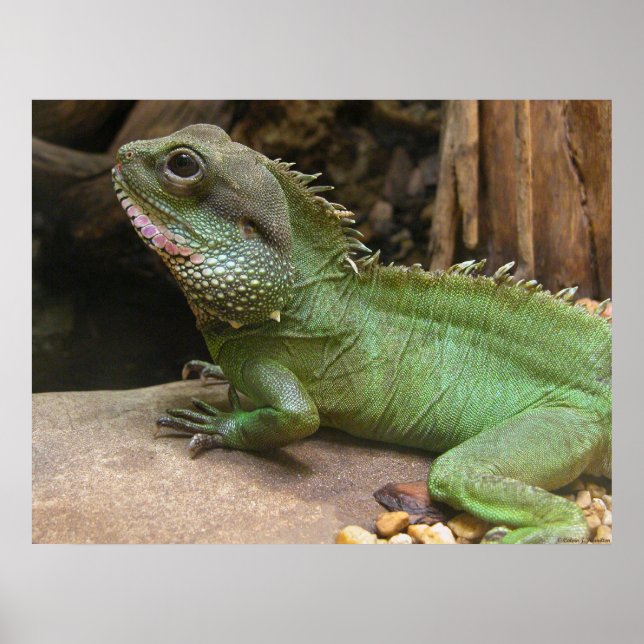 Wasserdrache Poster (Vorne)