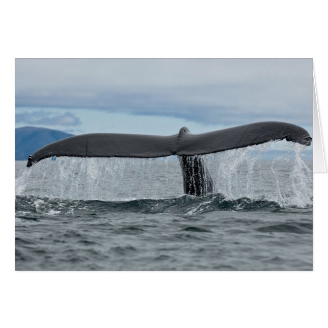 Wasserfall (Vorderseite (Horizontal))