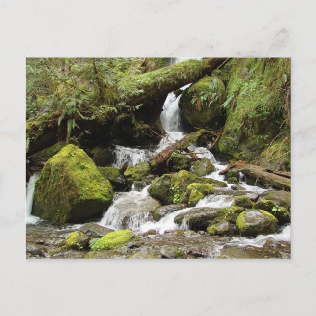 Wasserfall am Quinault-See Postkarte (Vorderseite)