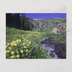 Wasserfall und Wildblumen auf Almwiese, 2 Postkarte