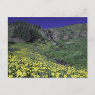 Wasserfall und Wildblumen auf Almwiesen, 3 Postkarte