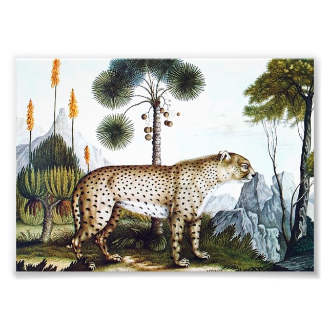 Wasserfarbe einer Geparden (Zotl) Fotodruck (Vorne)