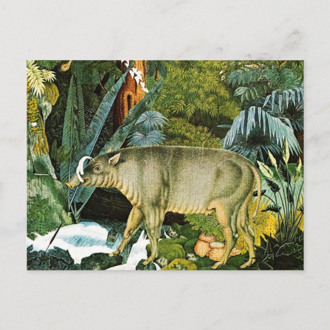 Wasserfarbe eines Wilden Schweins Babirusa Postkarte (Vorderseite)