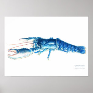 Wasserfarbe-Kunstdruck des gemeinen Hummers blauer Poster