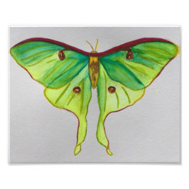 Wasserfarbe Luna Moth Fotodruck
