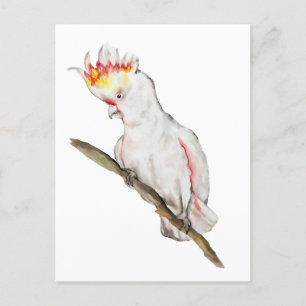 Wasserfarbe zeichnend Kakaduspapagei Postkarte