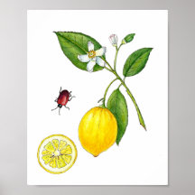 Wasserfarbe Zitronenfrucht botanisches Poster