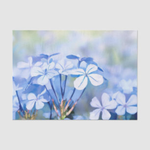 Wasserfarbfeld Blume-Plumbago (D) Seidenpapier