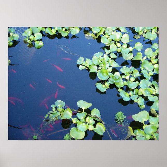 Wasserfisch Poster (Vorne)