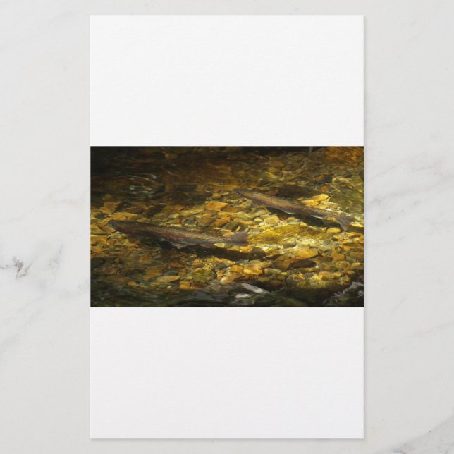 Wasserforelle (Vorderseite)