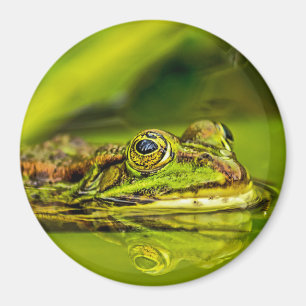 Wasserfrosch Magnet